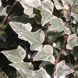 Hedera helix Glacier