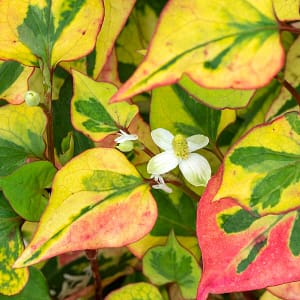 Houttuynia cordata Flame