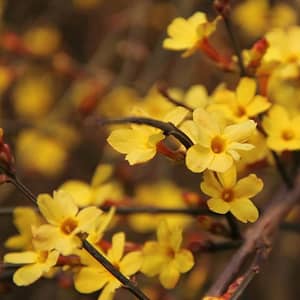 Jasminum nudiflorum: Winter Jasmine