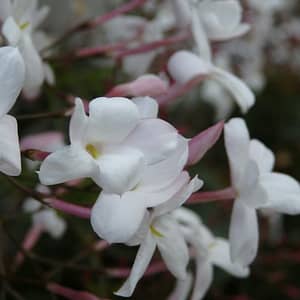 Jasminum officinale