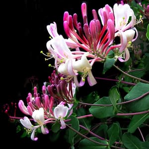 Lonicera Belgica – Early Dutch Honeysuckle