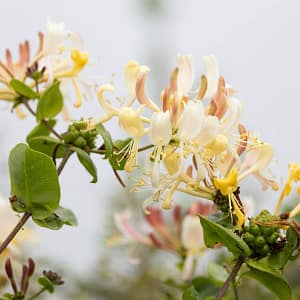Lonicera similis var. delavayi