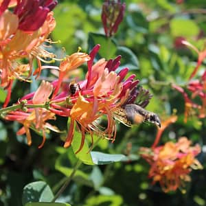 Lonicera Gold Flame