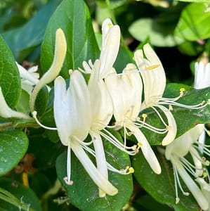 Lonicera Graham Thomas