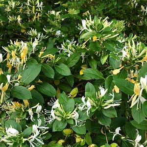 Lonicera japonica Halliana
