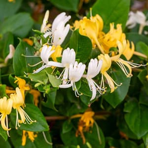 Lonicera japonica Halls Prolific