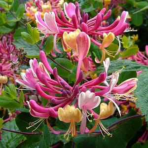 Lonicera Serotina – Late Dutch Honeysuckle