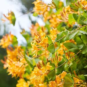 Lonicera x tellmanniana