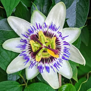 Passiflora caerulea – Blue Passion Flower