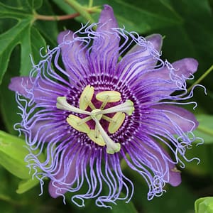 Passiflora Purple Rain