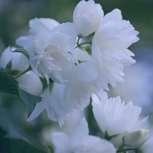 Philadelphus Pearls of Perfume