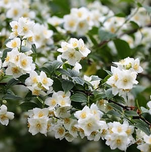 Philadelphus coronarius