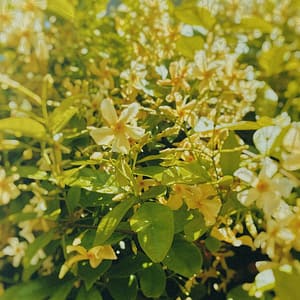 Trachelospermum Star of Toscana