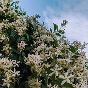 Trachelospermum jasminoides: Star Jasmine