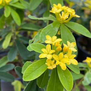 Daphne gemmata Royal Crown