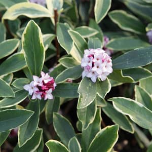 Daphne odora Aureomarginata