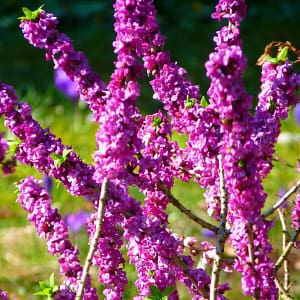 Daphne mezereum