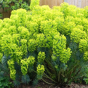 Euphorbia characias subsp. wulfenii