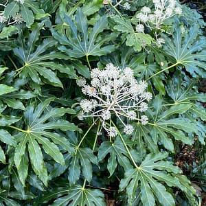Fatsia Japonica