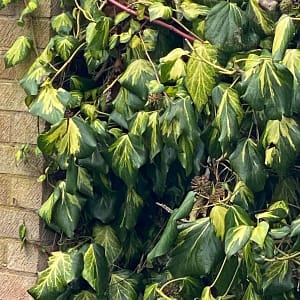 Hedera colchica Sulphur Heart