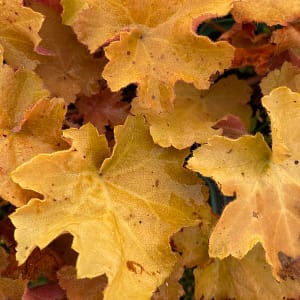 Heuchera Caramel