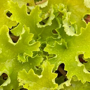 Heuchera Lime Marmalade