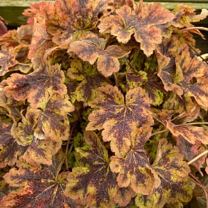 Heucherella Solar Power