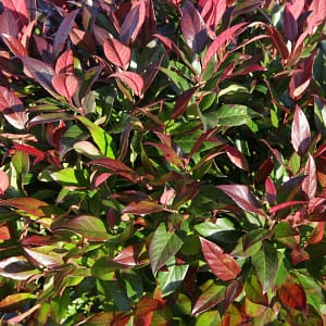 Leucothoe Scarletta