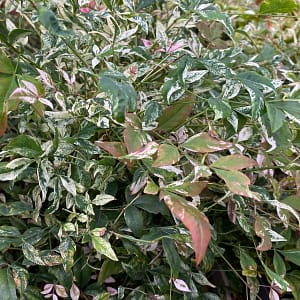 Nandina domestica Twilight
