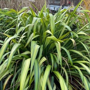 Phormium Yellow Wave