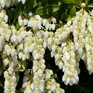 Pieris japonica Debutante