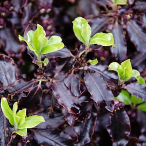 Pittosporum Tom Thumb