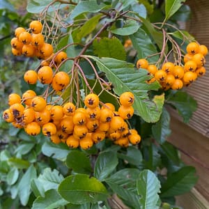 Pyracantha Soleil d’Or