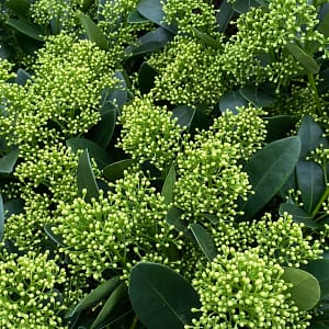 Skimmia japonica Finchy