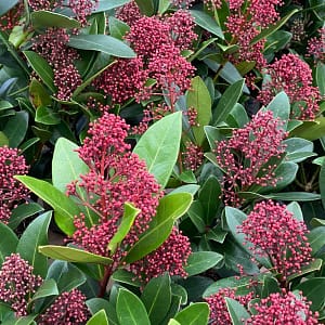 Skimmia japonica Rubella
