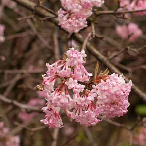 Viburnum × bodnantense Dawn