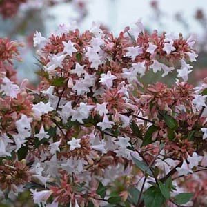 Abelia x grandiflora