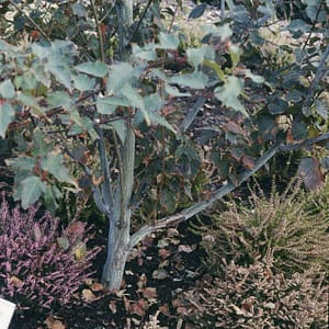 Acer capillipes