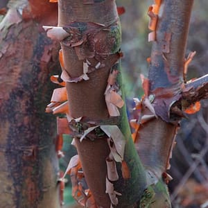 Acer griseum