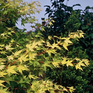 Acer palmatum Aureum