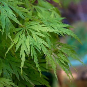Acer palmatum Dissectum
