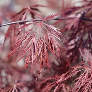 Acer palmatum Inaba Shidare