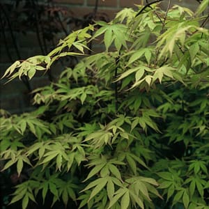 Acer palmatum Osakazuki