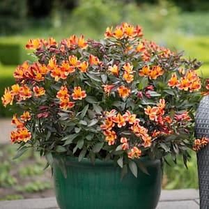 Alstroemeria Indian Summer