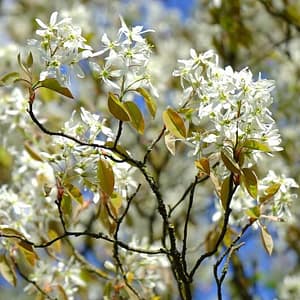 Amelanchier lamarckii