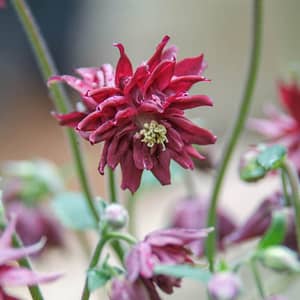 Aquilegia Ruby Port