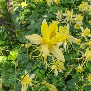 Aquilegia Yellow Queen