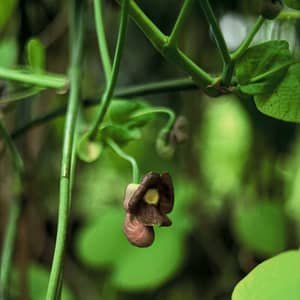 Aristolochia macrophylla