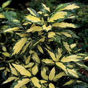 Aucuba japonica Picturata
