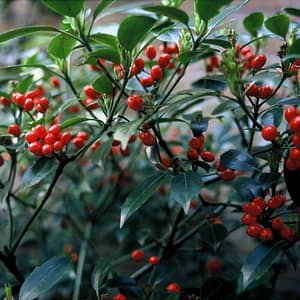 Aucuba japonica Rozannie